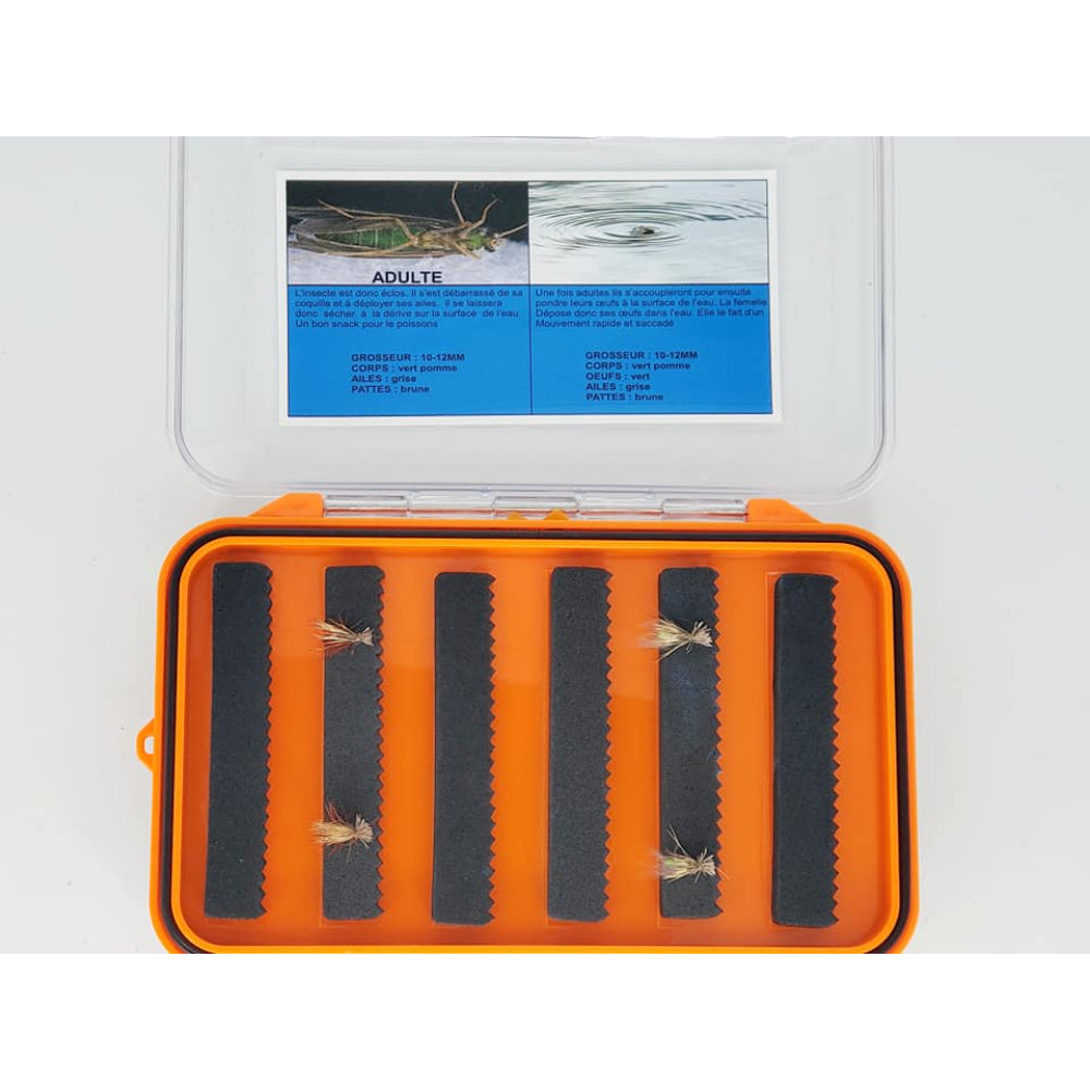Boite entomologique caddis verte adulte et adulte pondeuse