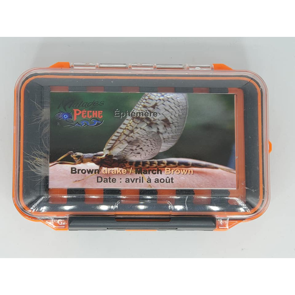 Éphémère Brune