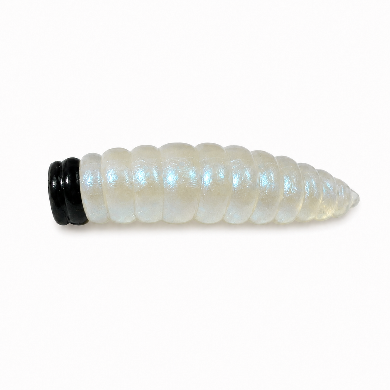 Asticot "Lazy Frank" 15/Paquet