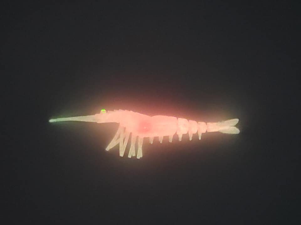 -Crevette Lori Glow 3/paquet